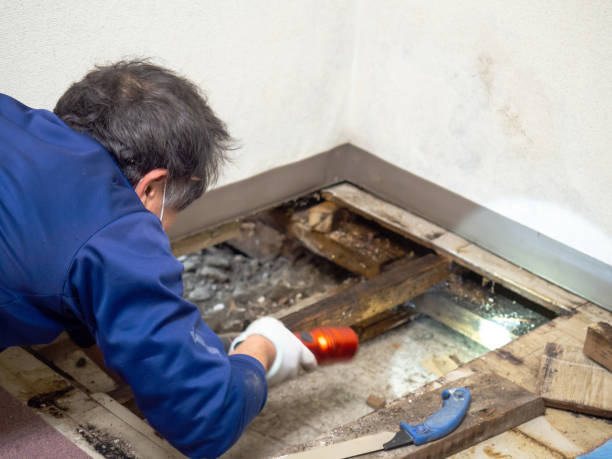Best Black Mold Removal  in Fowler, MI