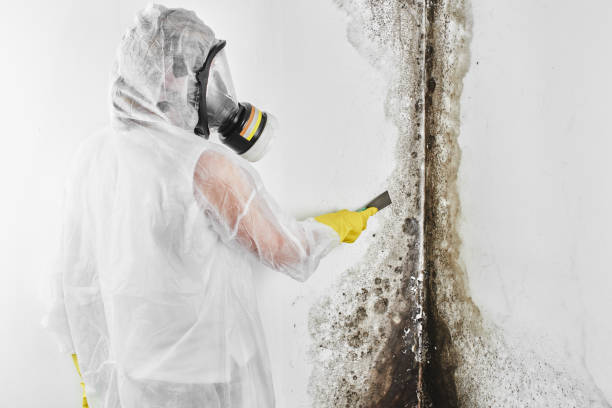 Best Mold Cleaning Services  in Fowler, MI