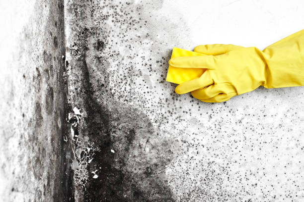 Best Mold Remediation  in Fowler, MI