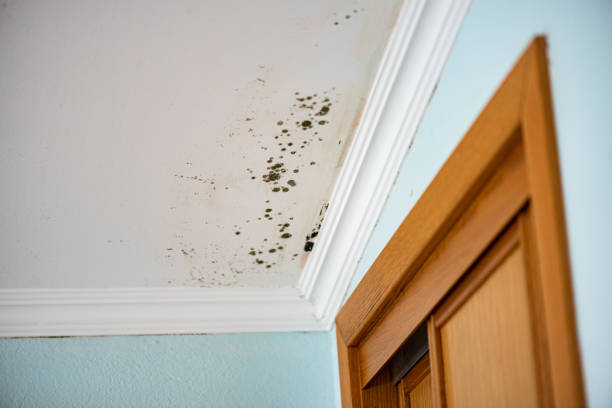 Best Best Mold Removal Companies  in Fowler, MI