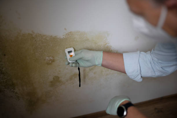 Best Office Mold Removal Services  in Fowler, MI