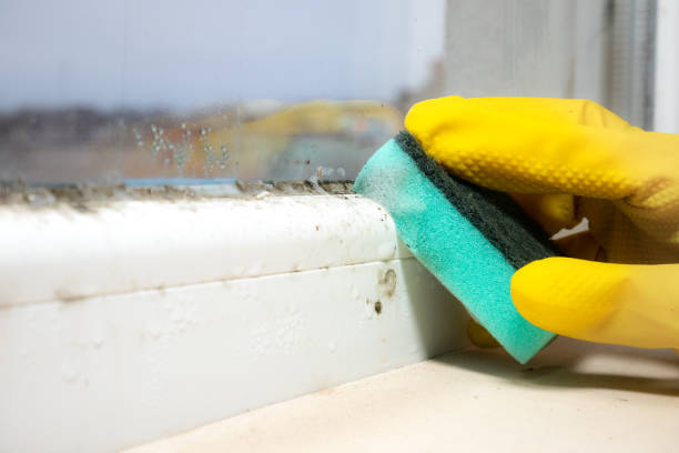 Crawl Space Mold Removal in Fowler, MI