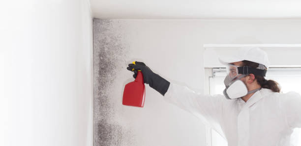 Best Mold Removal Company Near Me  in Fowler, MI