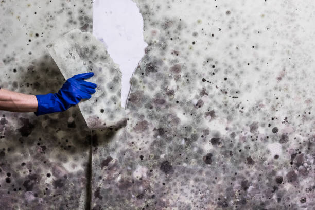 Best Mold Testing  in Fowler, MI