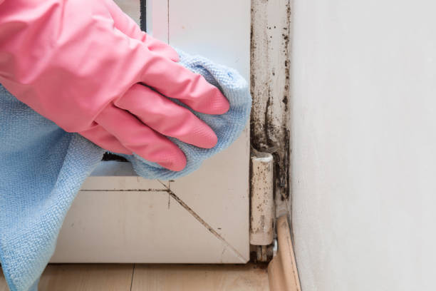 Best Local Mold Removal Service  in Fowler, MI